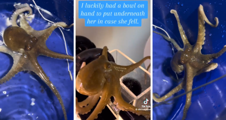 Unos padres le regalaron a su hijo mayor un pulpo de mascota, sin embargo desconocían que era una hembra y que estaba fecundada.