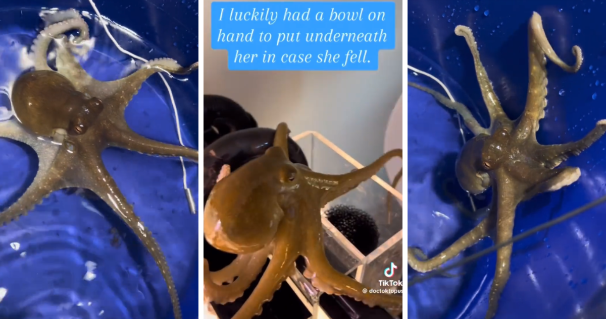 Unos padres le regalaron a su hijo mayor un pulpo de mascota, sin embargo desconocían que era una hembra y que estaba fecundada.