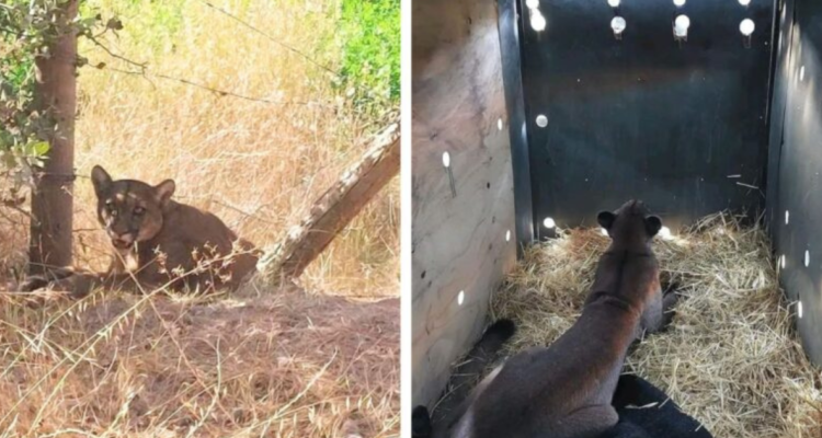 puma atrapado en cerco de alambre de púas