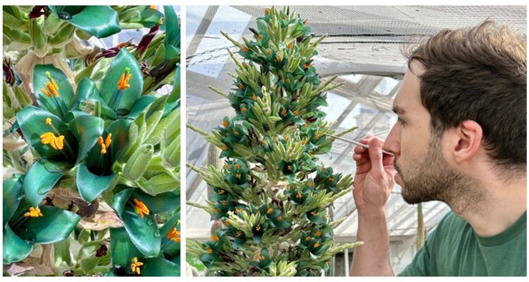 Una puya alpestris llevada desde la Cordillera de los Andes en Chile al Reino Unido hace más de 20 años finalmente floreció.