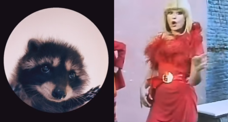 ¿Quién es “Pedro”?: Cómo Raffaella Carrá se ha vuelto viral gracias a uno de sus éxitos y un mapache