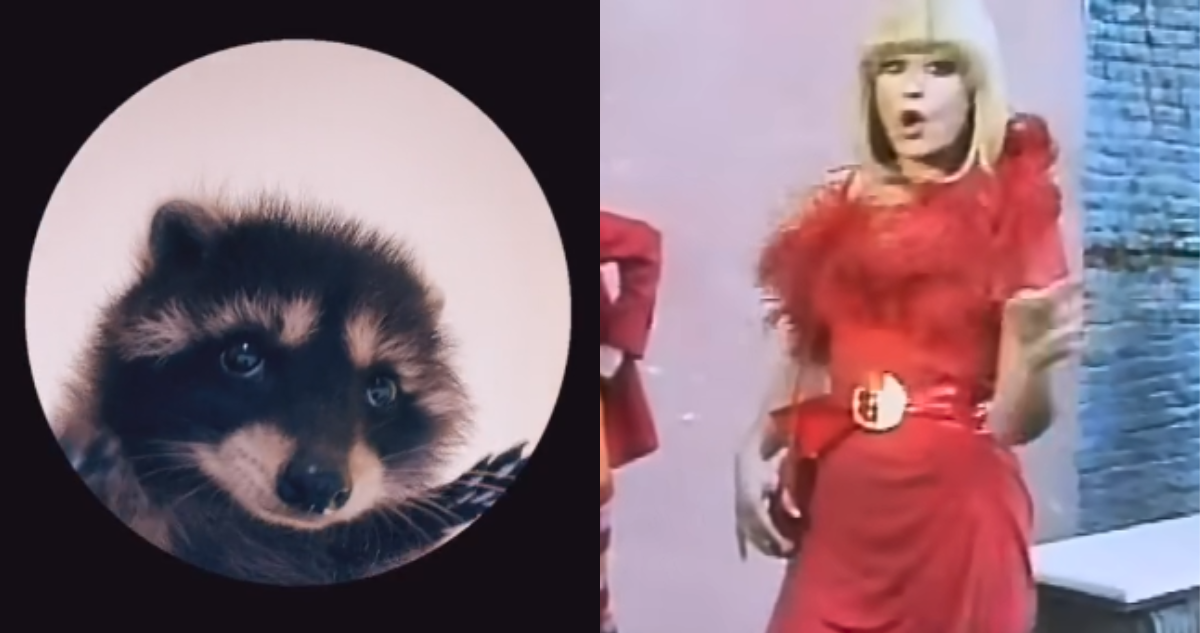 ¿Quién es “Pedro”?: Cómo Raffaella Carrá se ha vuelto viral gracias a uno de sus éxitos y un mapache
