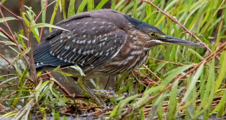 Rara ave fue vista por primera en más de 60 años en la región de Valparaíso: es una garcita azulada