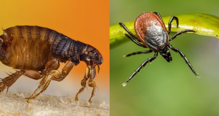 Estos son algunos repelentes para pulgas y garrapatas que puedes preparar con ingredientes de cocina