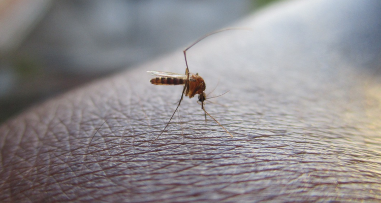 ¿Cuáles son los síntomas del dengue y cómo prevenirlo?