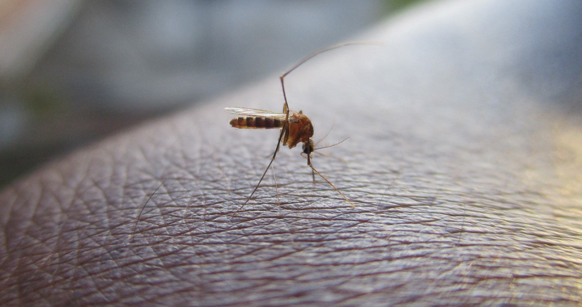 ¿Cuáles son los síntomas del dengue y cómo prevenirlo?