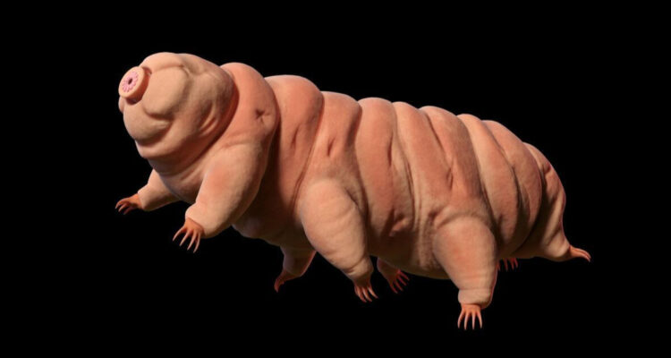 Científicos encontraron la solución para el envejecimiento en una especie indestructible: osos de agua