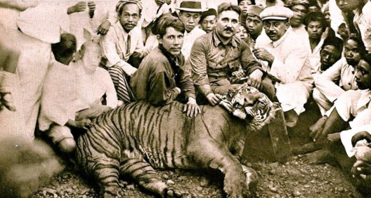 Mechón de pelo sugiere que tigre de Java no está extinto