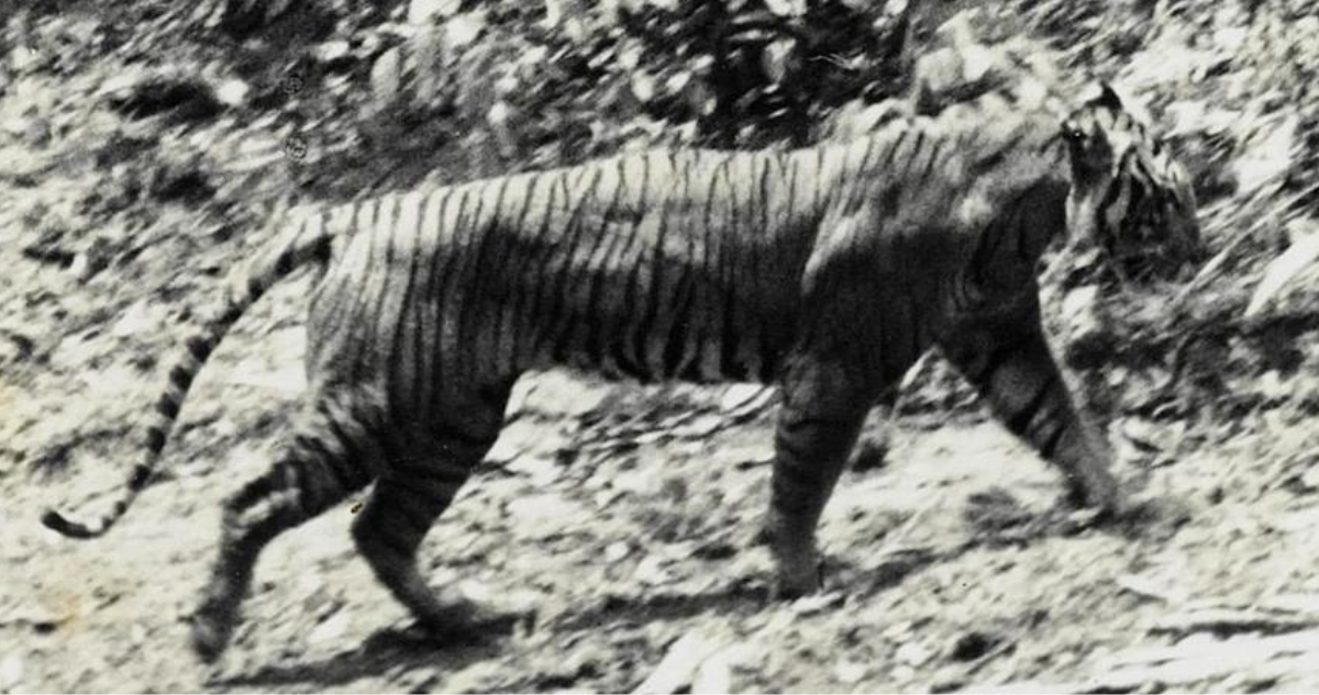 Mechón de pelo sugiere que tigre de Java no está extinto: especie fue eliminada por cazadores
