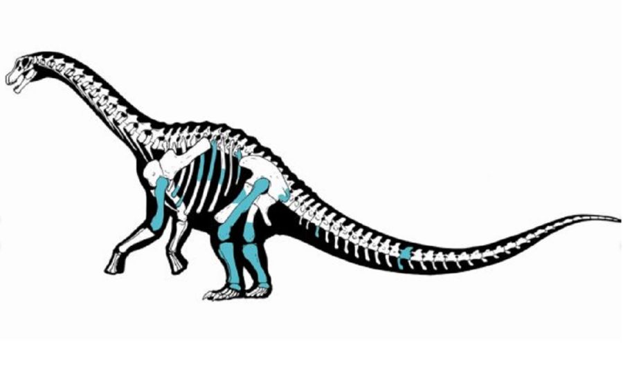 Los huesos encontrados del titanosaurio.