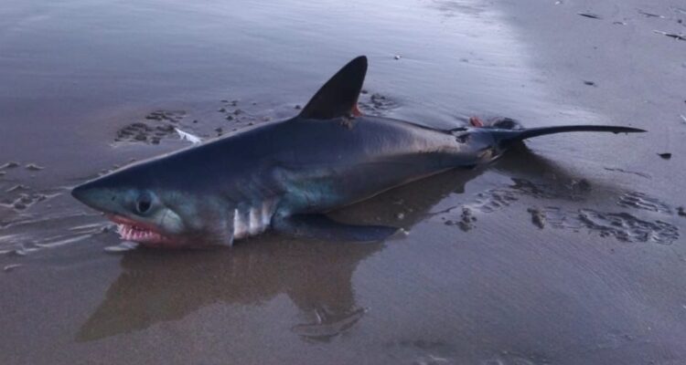 Tiburón vara muerto en playa de Lirquén