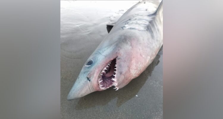 Tiburón vara muerto en Lirquén