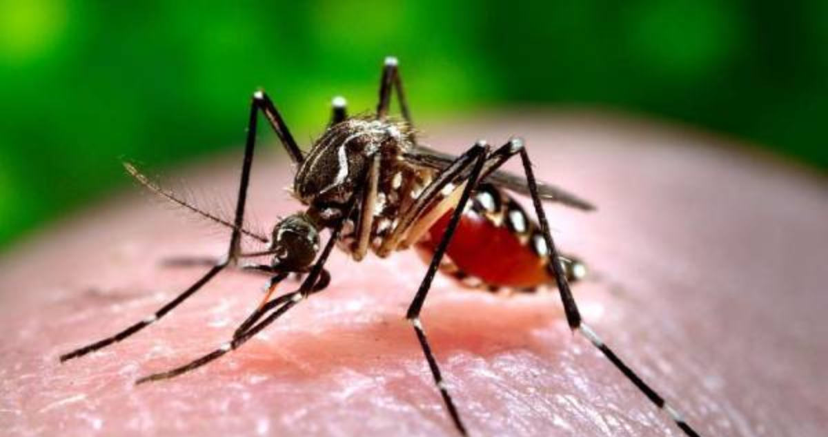 Confirman que van 90 casos de dengue en la región de Valparaíso: la mayoría se concentra en Rapa Nui