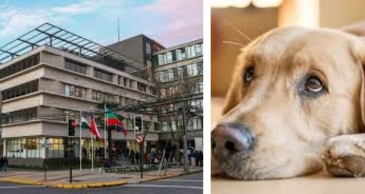 Concejales de Los Ángeles rechazaron recursos para crear cínica veterinaria municipal