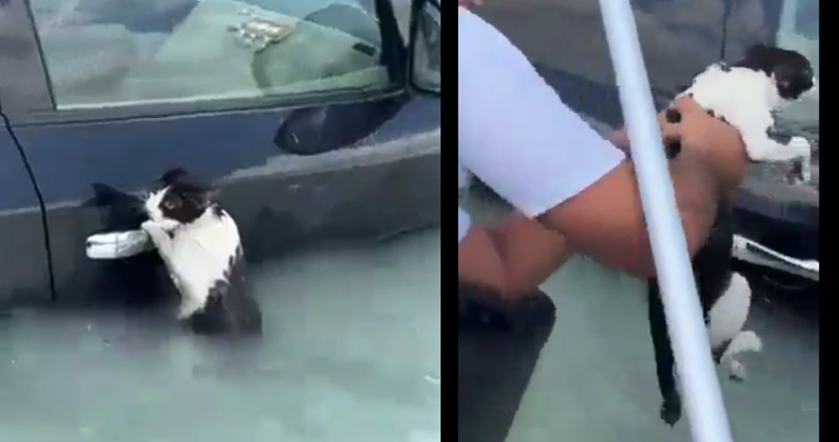 VIDEO | Policía rescata a gato que intentaba salvarse de inundación tras intensas lluvias en Dubai