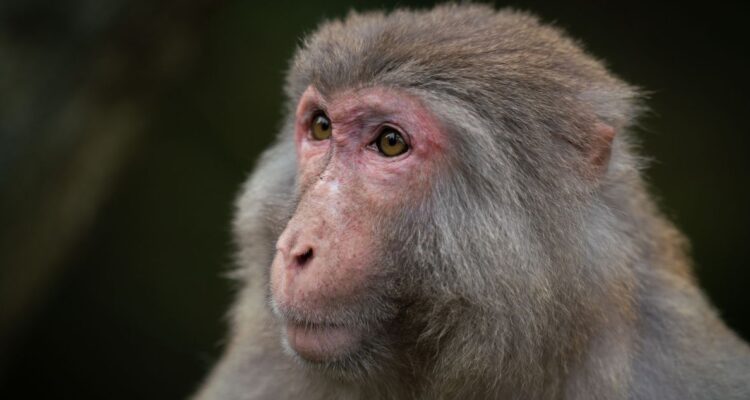 Virus B: la infección transmitida por monos que tiene a un hombre en condición crítica en Hong Kong