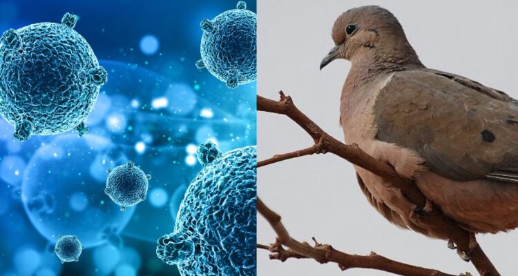 Qué es el virus de Newcastle por el cual el SAG prohibió la caza temporal de tórtolas