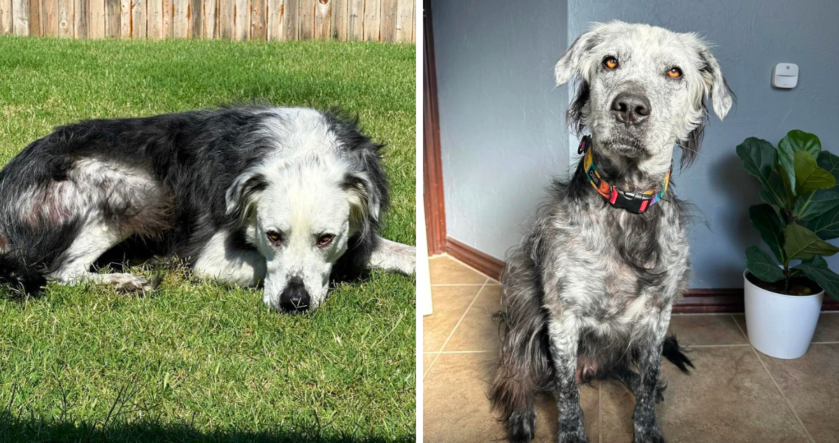 EL dueño de un perrito mostró en una red social, como su mascota pasó de tener un pelaje negro, a uno completamente blanco por padecer vitíligo.