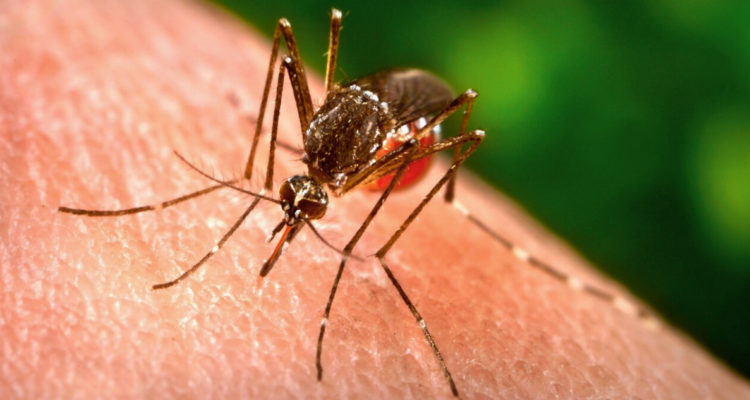 Confirman dos casos importados de dengue en San Antonio