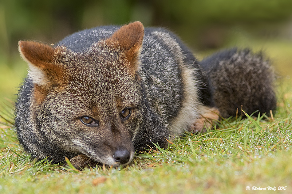 Estos son los 5 animales más amenazados de Chile