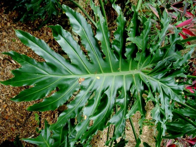 son las plantas cordyline venenosas para los perros