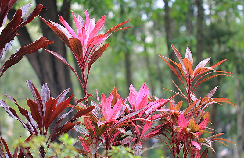 son las plantas cordyline venenosas para los perros