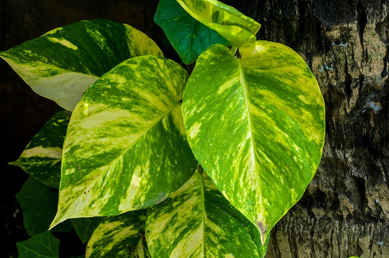 son las plantas cordyline venenosas para los perros