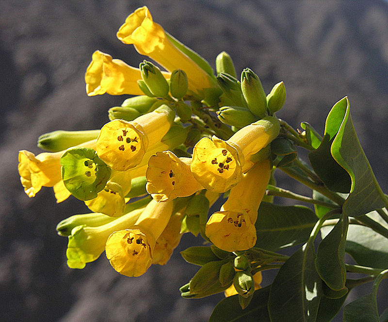 Plantas tóxicas