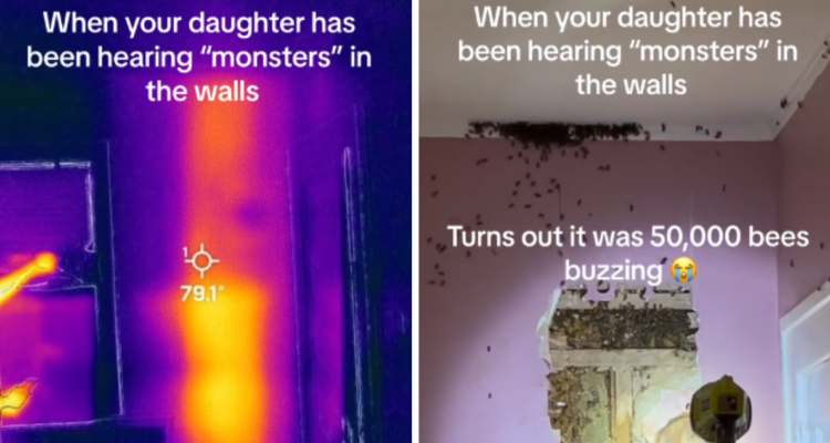 Una niña comentó a sus padres que oía “monstruos” en su pieza, pero en realidad eran una colmena con más de 50 mil abejas.