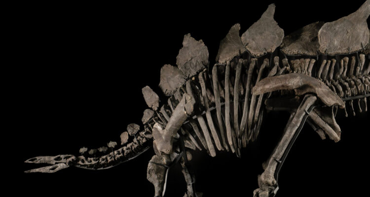 Subastan fósil del estegosaurio más completo de la historia: podría alcanzar los 6 millones de dólares