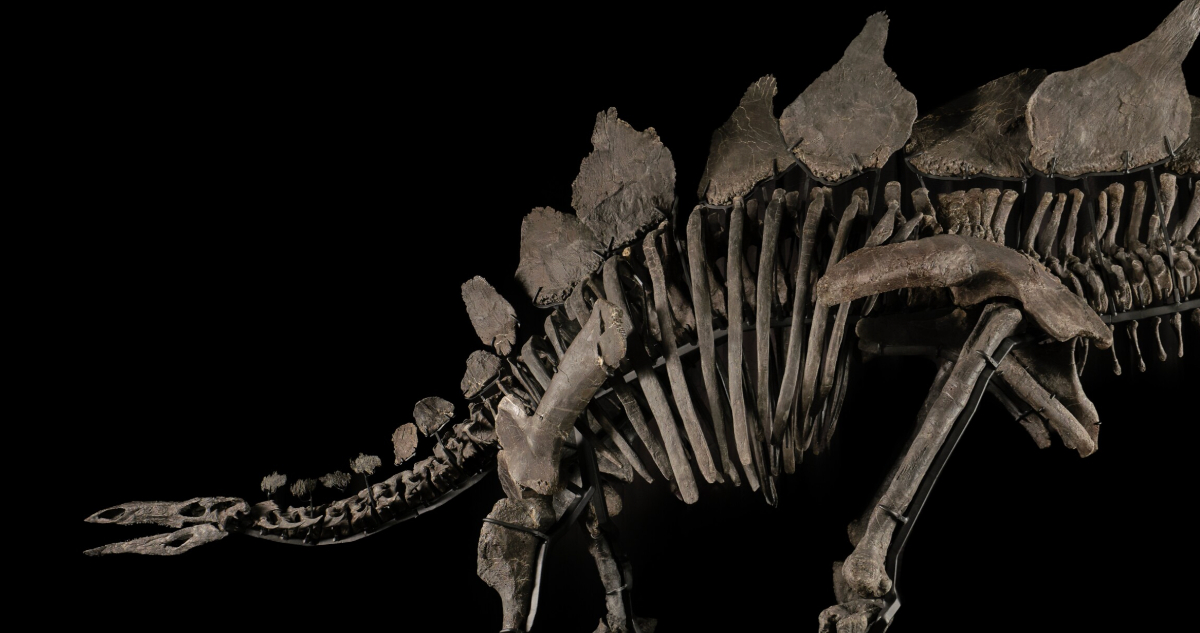 Subastan fósil del estegosaurio más completo de la historia: podría alcanzar los 6 millones de dólares