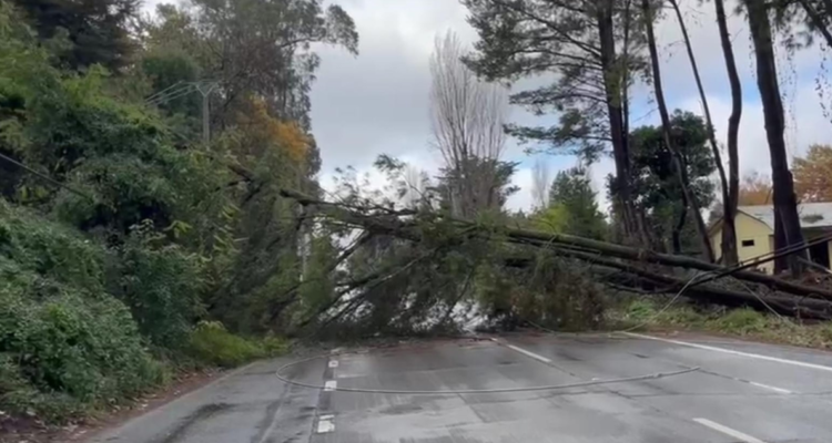 Caída de árbol en Los Ángeles