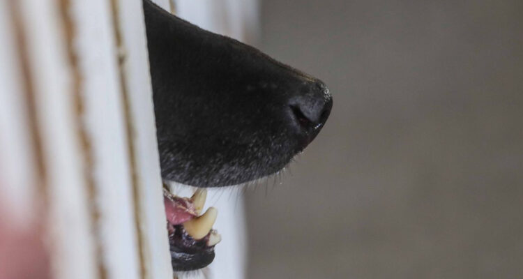 Ataque de perros a ganado deja 10 ovejas muertas y 5 heridas en Quemchi