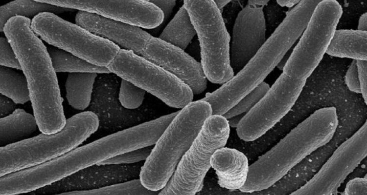 Expertos chilenos revelan rasgo clave de la molesta bacteria humana que produce infecciones urinarias