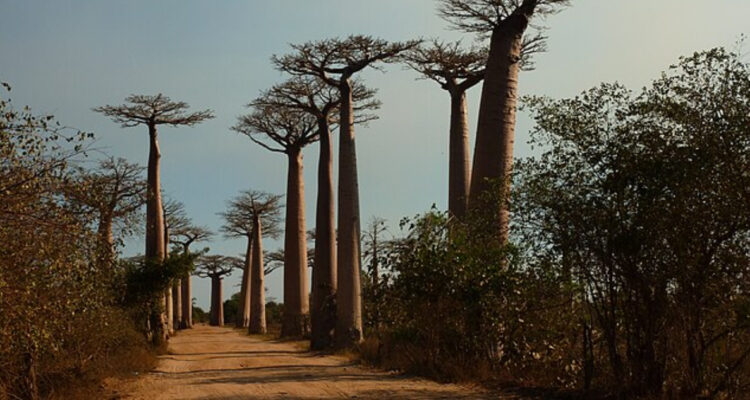 Científicos resuelven misterio tras el origen del baobab, mejor conocido como “árbol de la vida”