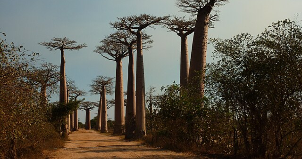 Científicos resuelven misterio tras el origen del baobab, mejor conocido como “árbol de la vida”