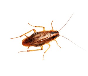 Cómo es o cómo reconocer una cucaracha alemana o barata en Chile