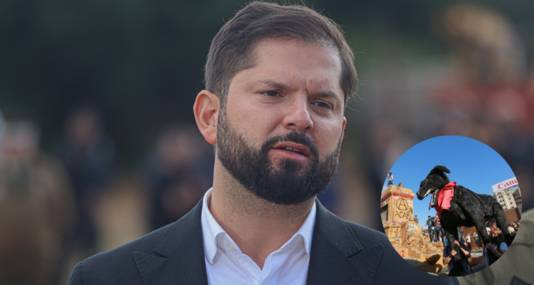 Boric perro matapacos