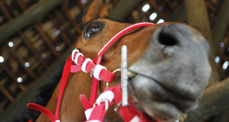 Al menos 16 caballos serán sacrificados: confirman brote de anemia infecciosa equina en el Club Hípico