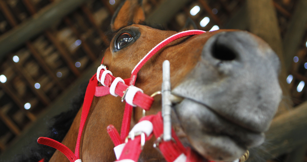Al menos 16 caballos serán sacrificados: confirman brote de anemia infecciosa equina en el Club Hípico