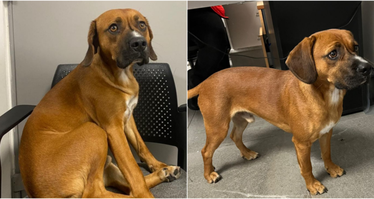 La historia de Bruno, el perro cuya familia lo abandonó en el Aeropuerto de Santiago