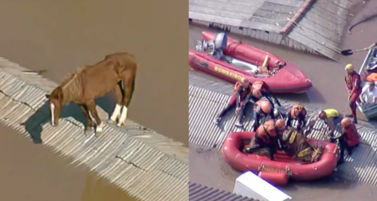 Rescatan a caballo atrapado en techo de una casa tras graves inundaciones al sur de Brasil
