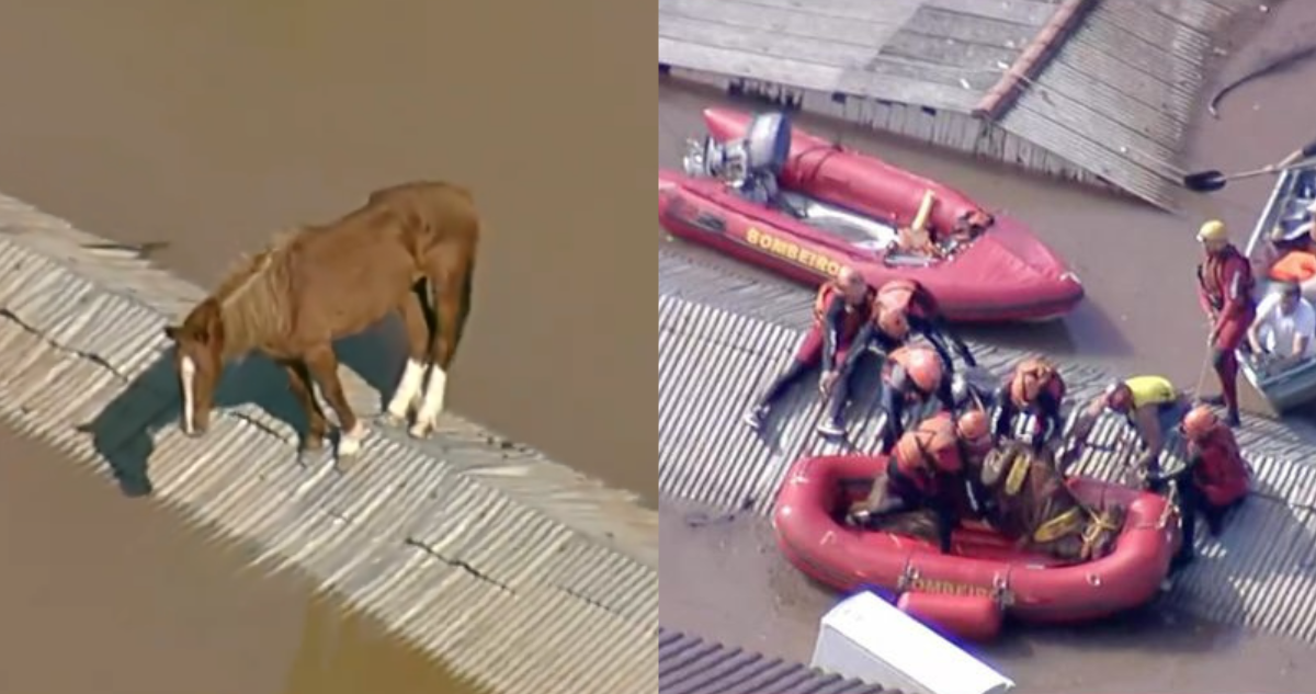 Rescatan a caballo atrapado en techo de una casa tras graves inundaciones al sur de Brasil