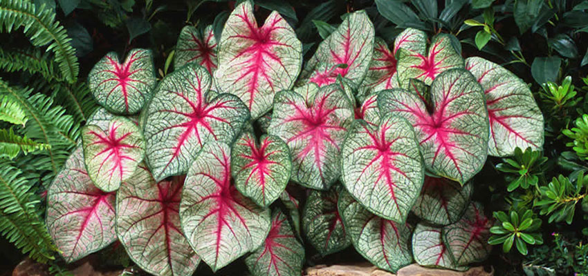 Caladium hortulanum