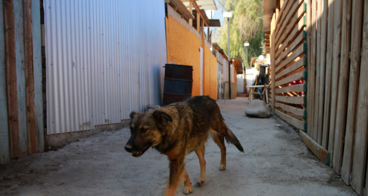 Imagen de campamento por situación en Los Ríos