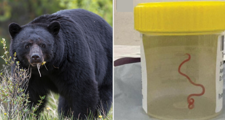 Familia comió carne de oso