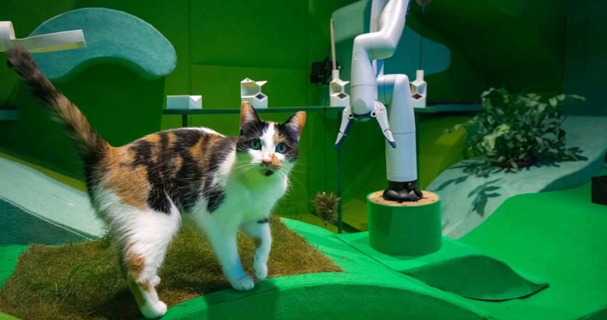 ¿Le confiarías a tu ‘michi’?: Crean robot cuidadosamente diseñado para cuidar y jugar con gatos