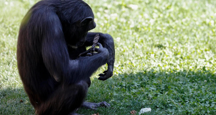 Natalia, la Chimpancé, lleva tres meses cargando el cuerpo de su cría que murió a los 14 días de nacer, en un zoológico de España.
