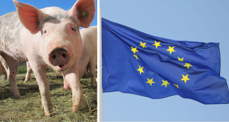 Empresas chinas pedirán investigación ‘antidumping’ contra el cerdo europeo, según medio