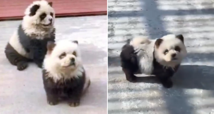 Perros pintados como osos panda